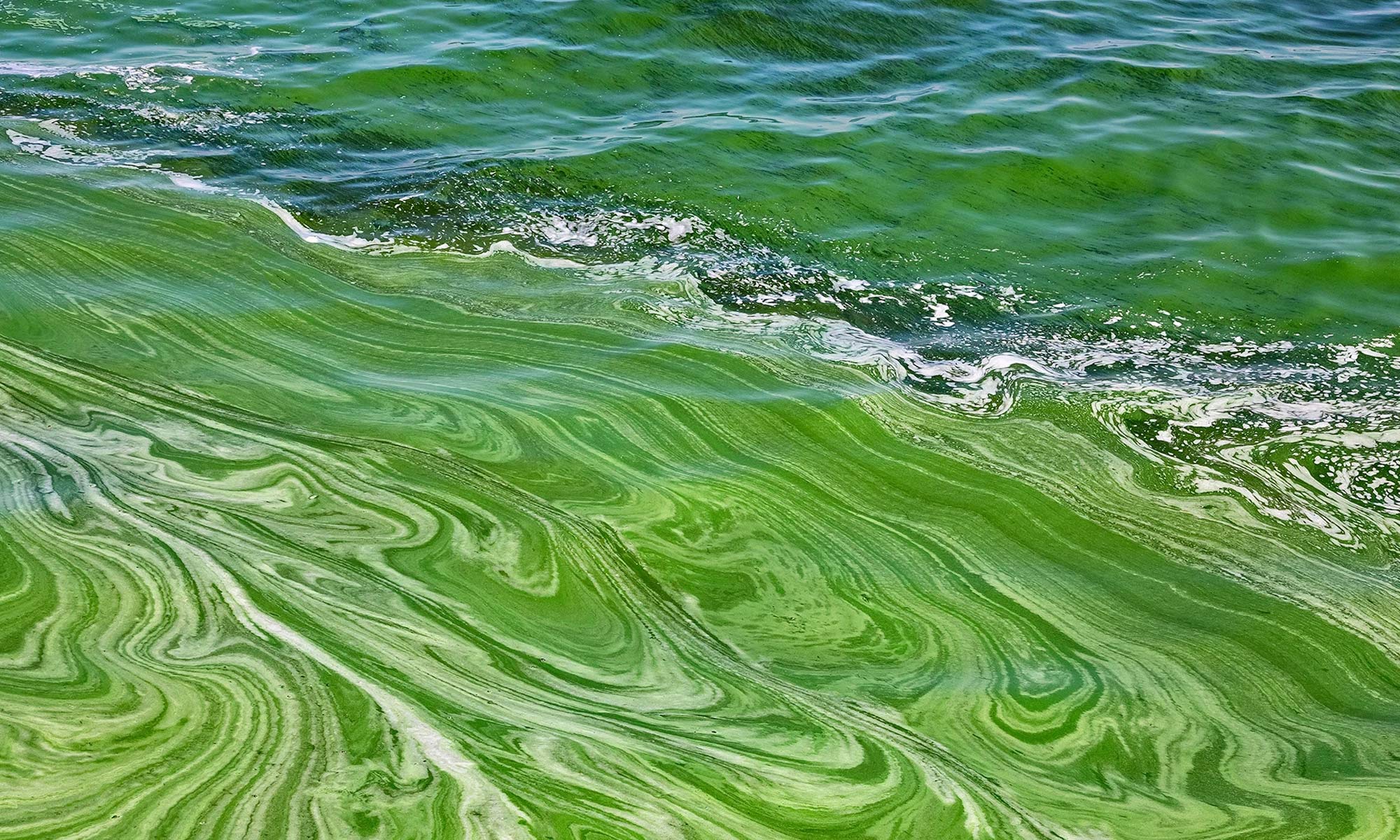 Blue Green Algae